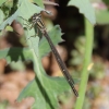 J17_4332 Xanthocnemis zealandica female